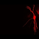 A neuron in the brain stem (Copyright Felix Felmy, 2014)